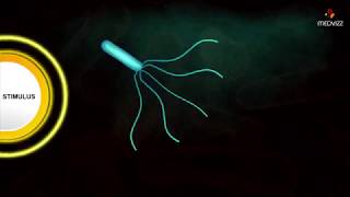 Flagellar Movement  Medical microbiology animations [upl. by Niamrahc]