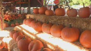 Fall festivities kick off at Tolmachoff Farms in Glendale [upl. by Ragg]