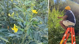 Pigeon peas flowering process Growing cajanus peas in zone 7 [upl. by Selohcin]