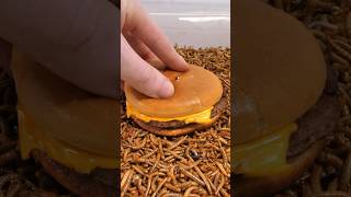 Mealworms vs Burger Timelapse [upl. by Seto]