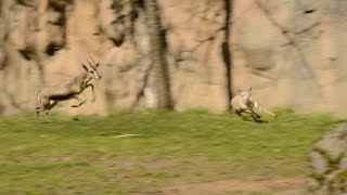 Tiny gazelle leads highspeed chase at zoo [upl. by Cinomod]