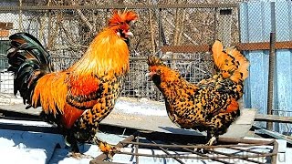 Pavlovskie chickens www Kuraaltai ru ПАВЛОВСКИЕ 27 марта 2016 [upl. by Tabor757]