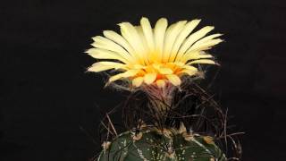 Astrophytum capricorne var minor flowering [upl. by Chase]