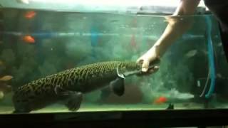 Fun with My Alligator Gar [upl. by Misty]