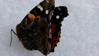 Mystery of Headless Butterflies Stuck in Snow 雪に埋もれた首無しアカタテハの謎 [upl. by Incrocci]