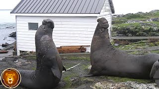 Las Peleas Más Increíbles De Animales Para Poder Aparearse [upl. by Rezeile]