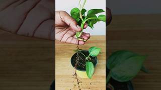 How to Grow Heartleaf Philodendron Plant Cuttingsshorts growth cuttingplants pothosplant grow [upl. by Rosenzweig]