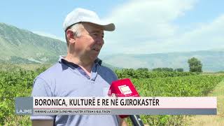 BORONICA FRUTI QÃ‹ PO KULTIVOHET NÃ‹ TOKAT E GJIROKASTRÃ‹S [upl. by Ecnerwaled]