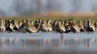 Aranylile  European golden plover  Pluvialis apricaria [upl. by Bowen]