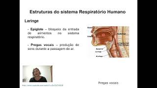 Sistema respiratório  etapas [upl. by Sacks716]