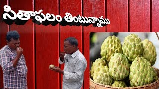 sethapalambenfitscurd health benefitshealth benefits of custard apple [upl. by Lledal]