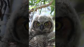 Great Horned Owls and owlets short birds great horn owlet [upl. by Blas]