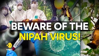 Nipah virus What are the symptoms precautions amp treatment for the deadly virus  WION Originals [upl. by Llerraf]