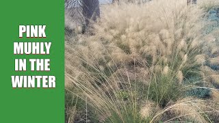 Pink Muhly in the Winter [upl. by Dar621]