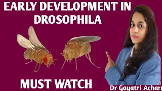 Early Development in Drosophila Developmental Biology Dr Gayatri Acharya [upl. by Areik]