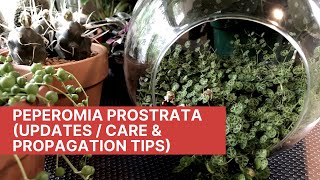 Peperomia Prostrata Updates  Care amp Propagation Tips [upl. by Avik]