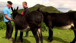 CHANSONS TRADITIONNELLES  Chanter avec des ânes  Bigorre  Tv Izard  Esprit des Pyrénées [upl. by Neerod]