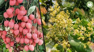 Litchi Lychee Farming  लीची की खेती [upl. by Nylrahs455]