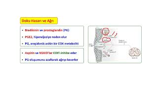 AĞRI FİZYOLOJİSİ1 [upl. by Cheri]