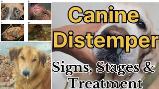 Canine Distemper in Dogs All stages with signs and possible treatment options by Dr Sk Mishra [upl. by Gwynne]