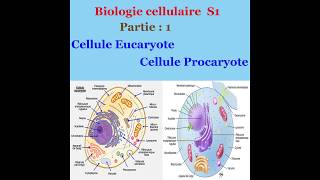 Biologie cellulaire partie 1 Cellule Eucaryote et cellule Procaryote [upl. by Jangro]