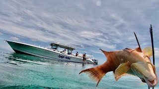 SPEARFISHING in PARADISE Hogfish Catch Clean amp Cook in the Bahamas [upl. by Burkle]