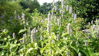 Anise Hyssop Agastache foeniculum part 1 [upl. by Casmey]