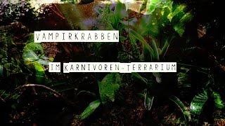 BromelienTerrarium mit Vampirkrabben Geosesarma  Carniflor [upl. by Jb]