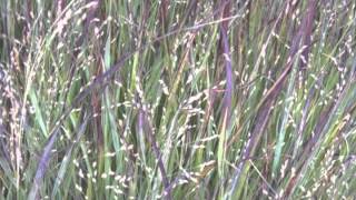 Panicum virgatum Switch grass [upl. by Morey]