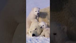 Adorable Polar Bear Cubs Play Roll with Mom in the Snow 💖 Умка  White Bear Babies  Canada Wild 🇨🇦 [upl. by Tarrel187]