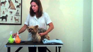 Grooming a LongHaired Dog [upl. by Catherin]