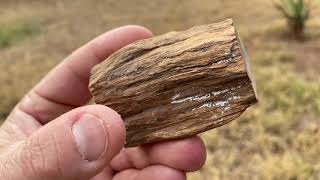 Explaining petrified wood [upl. by Annoval]