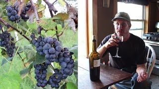 Making WINE from HOME GROWN Organic GRAPES  First Steps [upl. by Ragucci]