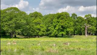 Richmond park [upl. by Nashner]