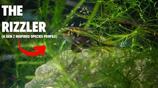 Everything you wanted to know  Kribensis Dwarf Cichlid Gen Z edition [upl. by Drue]