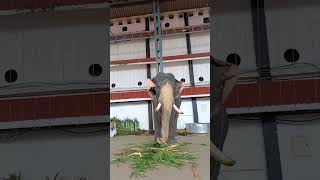 Guruvayoor ananthanarayanan♥️😇elephant guruvayoorappan [upl. by Einot]