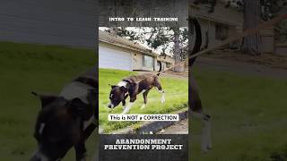 This is Physical Communication NOT a quotCorrectionquot l Dog Training [upl. by Silrak]