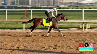 2024 Kentucky Derby 150 Training 42524 Honor Marie breeze leads morning [upl. by Mauri131]