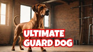 The Rhodesian Ridgeback The ULTIMATE Protection Guard Dog Breed You NEED Dog Training [upl. by Abeh309]