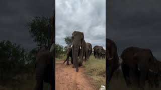 The Amazing Moment the Whole Elephant Herd Emerges from the Bushes with Jabulani Leading [upl. by Awe822]