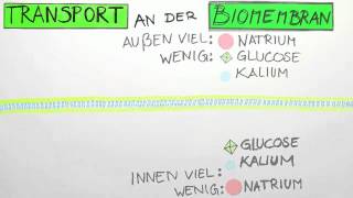 Transport an der Biomembran  Biologie  Cytologie [upl. by Egni]