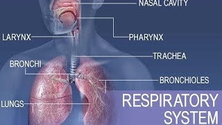 Anatomy and physiology of Respiratory system [upl. by Daney]