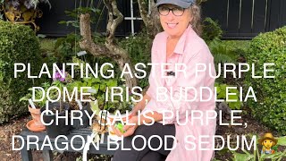 PLANTING BUDDLEIA CHRYSALIS PURPLE ASTER PURPLE DOME IRIS DRAGON BLOOD SEDUM👩‍🌾 [upl. by Riggins]