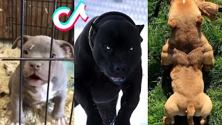 Pitbulls are Badass and Cute  Tiktok Compilation 2 [upl. by Kistner]