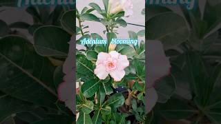 आज मेरे एडेनियम पर फूल खिलाAdenium Flowering Season [upl. by Soo777]