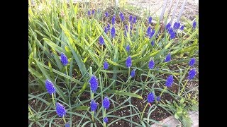 Growing Muscari GrapeHyacinthArmeniacum [upl. by Yrolam890]