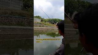 Melengkung jorane mberrrooootttt iwak e fishing mancingmania mancingkali mancingliar [upl. by Noemis]