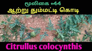 ஆற்று தும்மட்டி கொடிCITRULLUS COLOCYNTHISAATRU THUMMATTI HERB [upl. by Burnley]