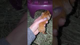 1 hour old guinea pig [upl. by Velvet514]