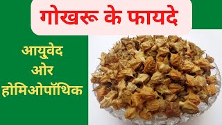 gokhru ke faydegokhru powder ke faydebenefits of gokhrubenefits of gokhru in hindigokhru [upl. by Dud859]